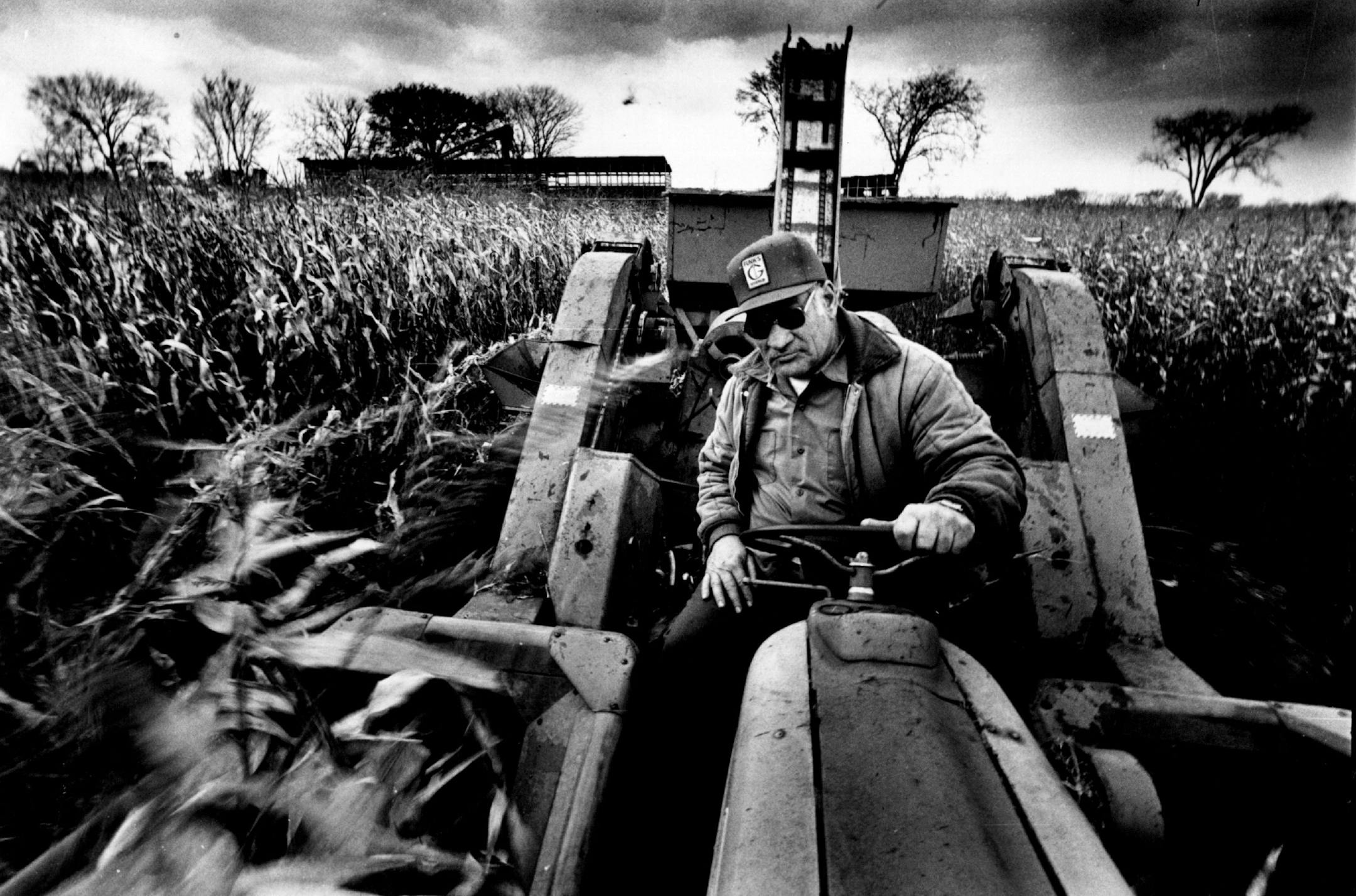 1982: Walter Pahl, a farmer in west Hennepin County, brings in a harvest of corn.