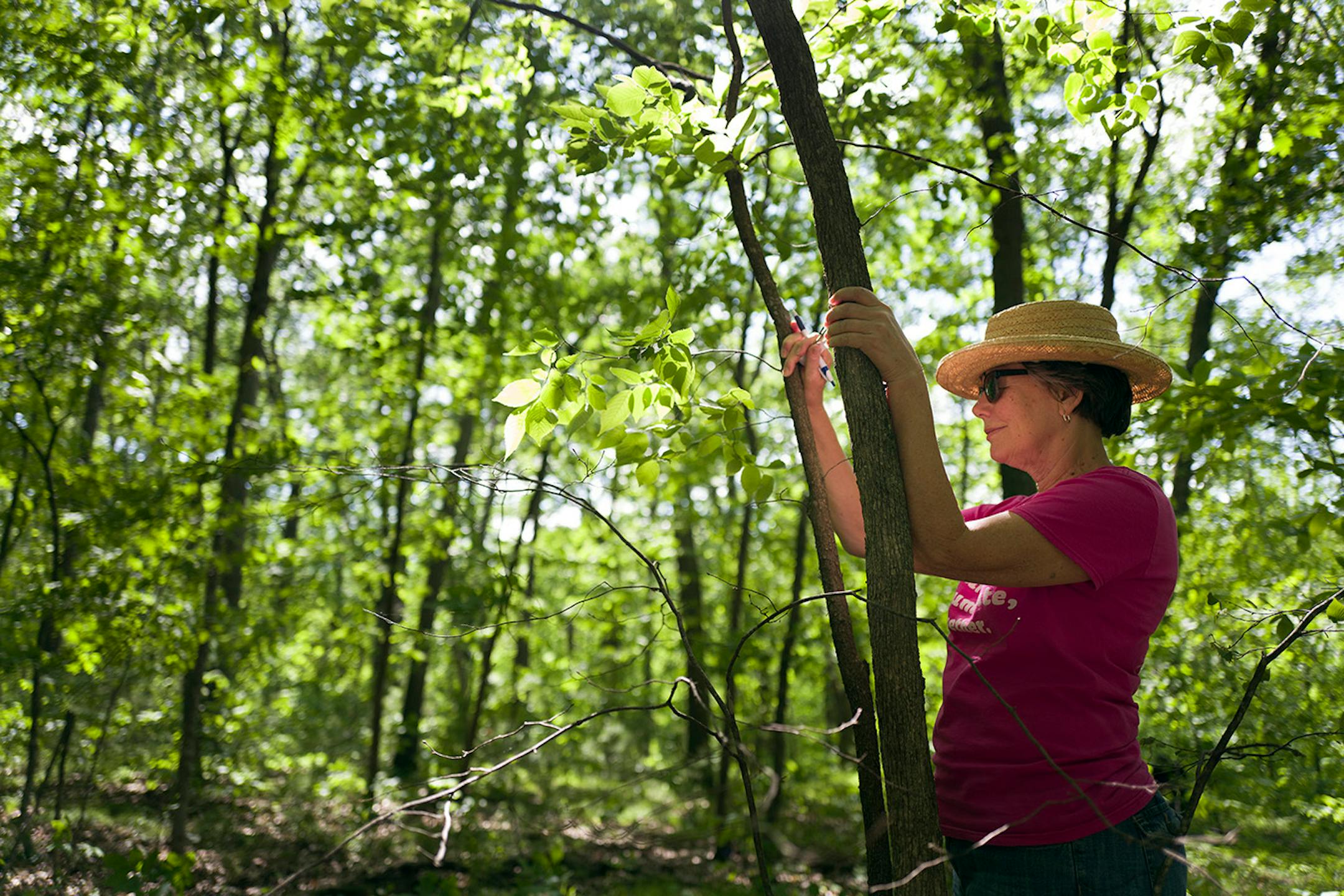 Mary Jo Schifsky participated in a Shinrin Yoku event at William O�Brien State Park Sunday June 2, 2016 in Marine on St. Croix, MN.