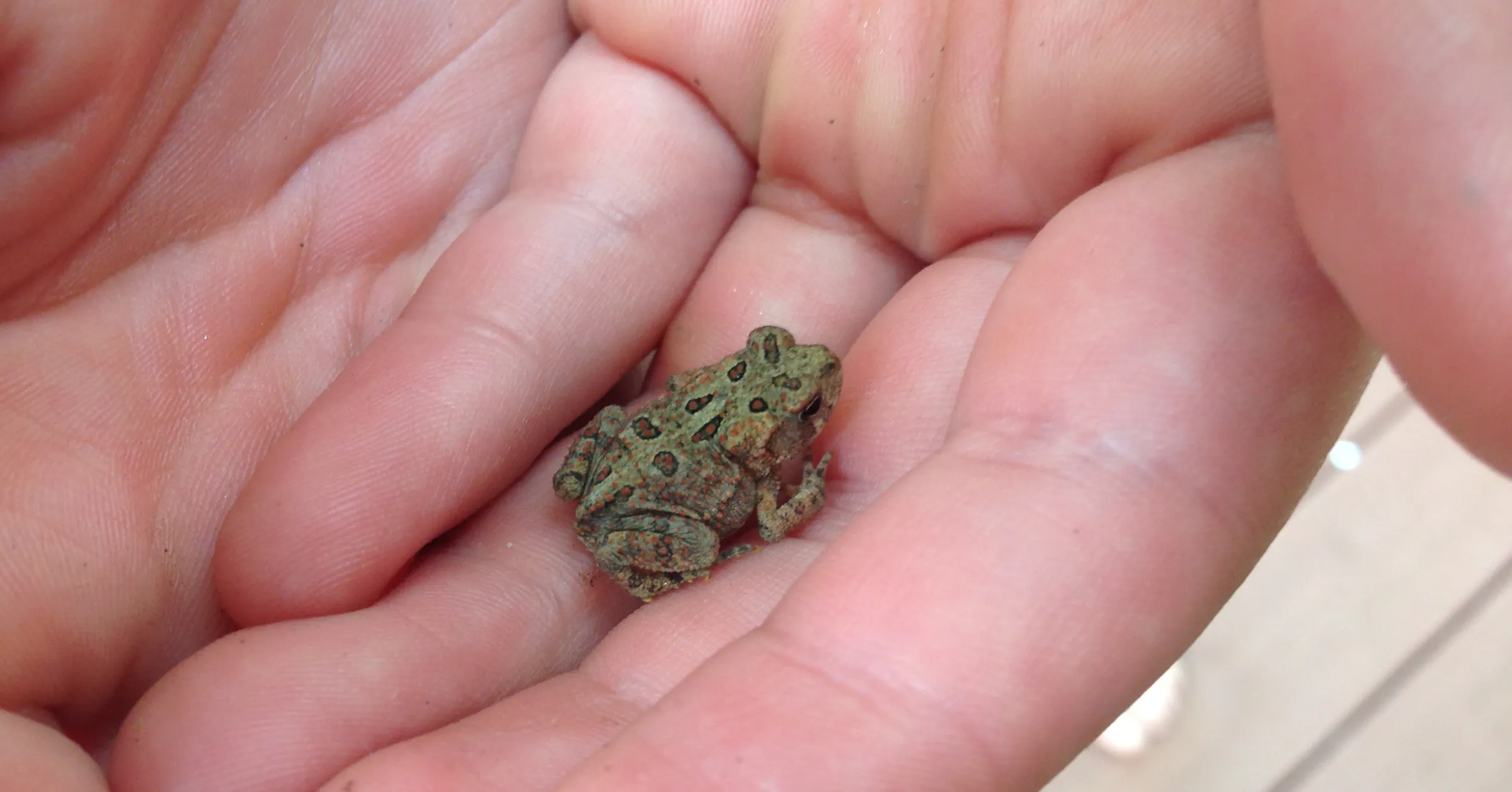 Mini Toad Pet Thousands of tiny toads are on the move in summer