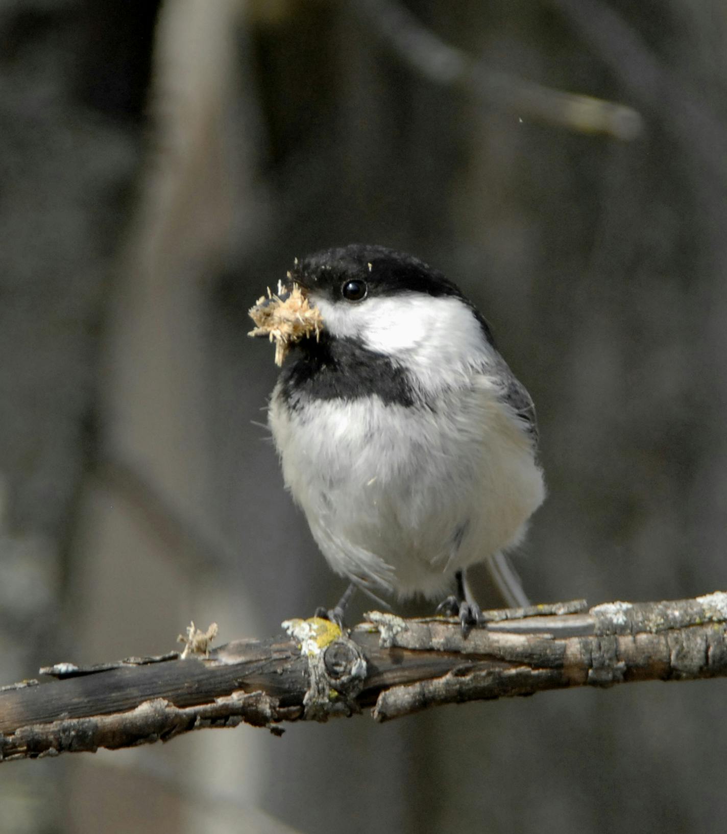 Chickadees hollow out a nest hole from old, dead wood. credit: Jim Williams, special to the Star Tribune