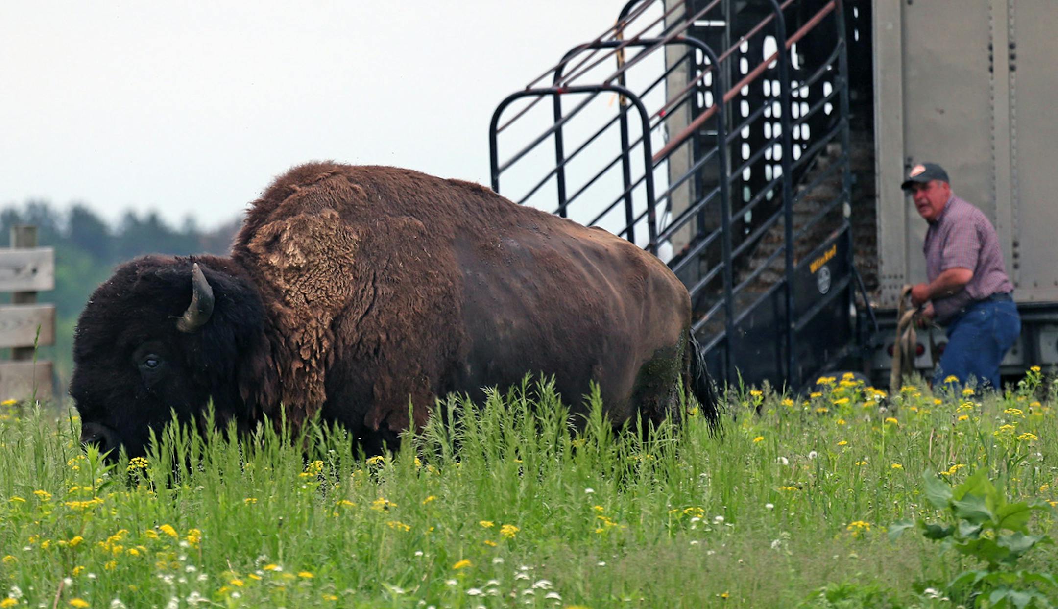 Cody, the 19-year-old bull of the Northstar bison herd, got used to his surroundings in 2013 after he and 35 other bison were released from a transport truck at the Belwin Conservancy in Afton.