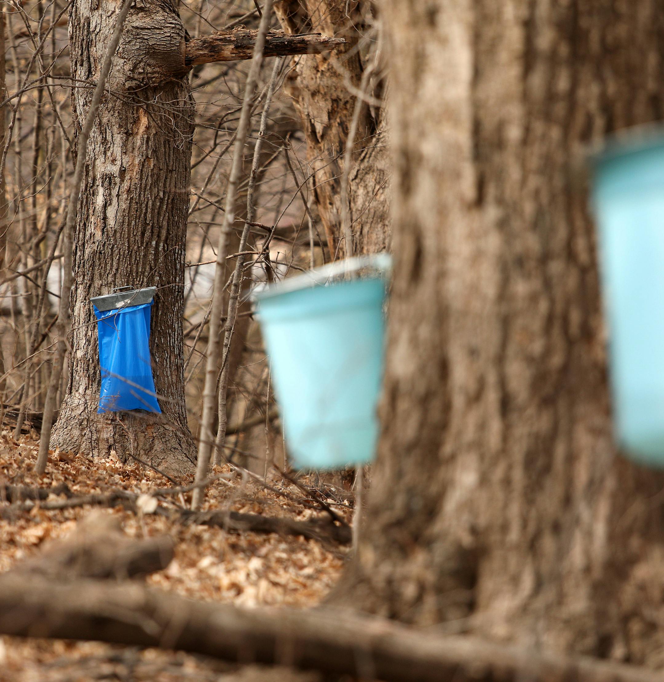 Sap dripped into collection bags and buckets from tapped maple trees at the Arboretum. ] ANTHONY SOUFFLE • anthony.souffle@startribune.com A surprisingly warm winter has sprung at the state's maple syrup production into life several weeks early at the Minnesota Landscape Arboretum in Chaska, Minn. The Arboretum recorded the earliest sap tap date yet. They sponsor several educational programs that explain the process of maple syrup making, hold an annual pancake breakfast, and sell their p