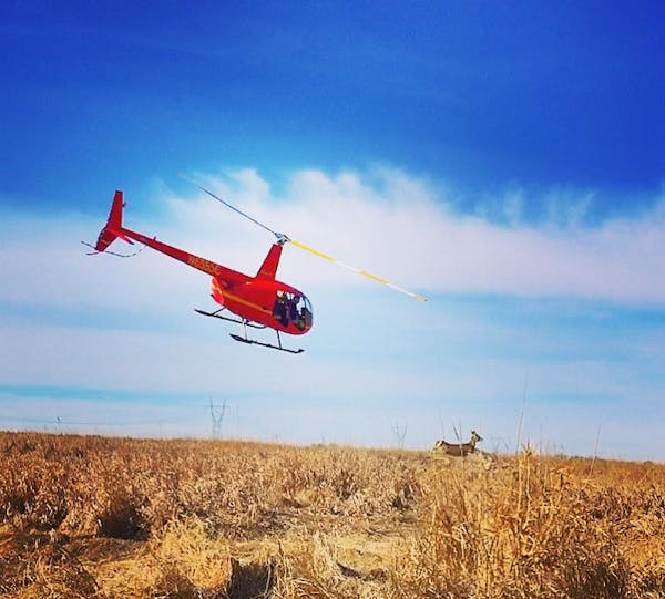 The same Hells Canyon Helicopter seen here in pursuit of a deer in South Dakota is at work in southeastern Minnesota this week. The DNR wants GPS coll