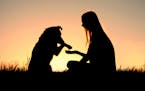 Woman sitting outside in the grass, shaking hands with her German Shepherd dog, silhouetted against the sunsetting sky