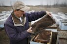 Steve Ellis looks at a dead bee hive in Minnesota before sending them out west for pollination. ] BRIAN PETERSON &#x2022; brian.peterson@startribune.c