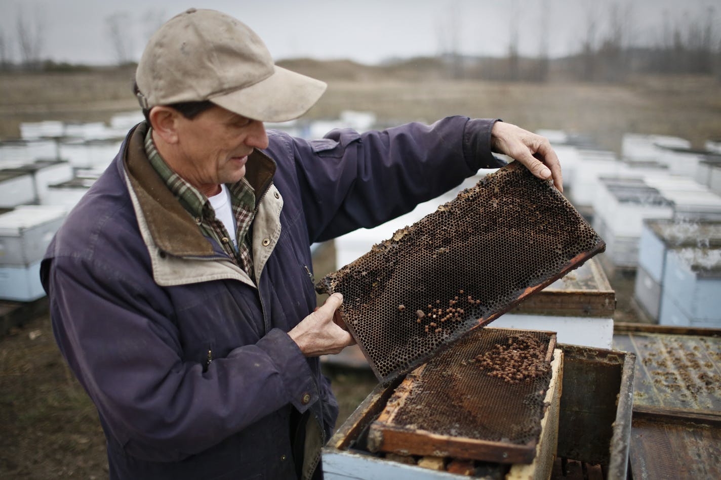 Steve Ellis looks at a dead bee hive in Minnesota before sending them out west for pollination. ] BRIAN PETERSON &#x2022; brian.peterson@startribune.com