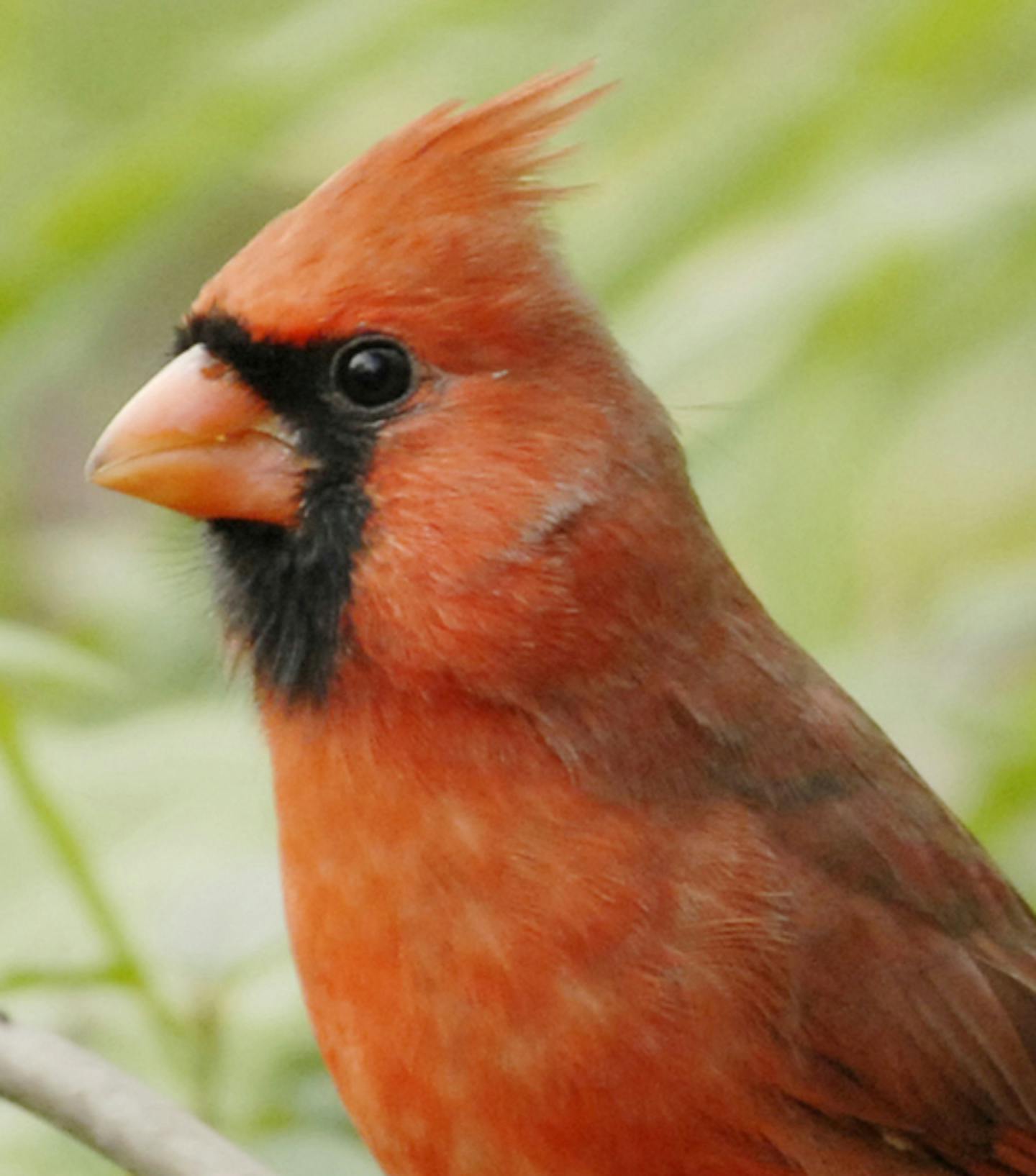 Male cardinal