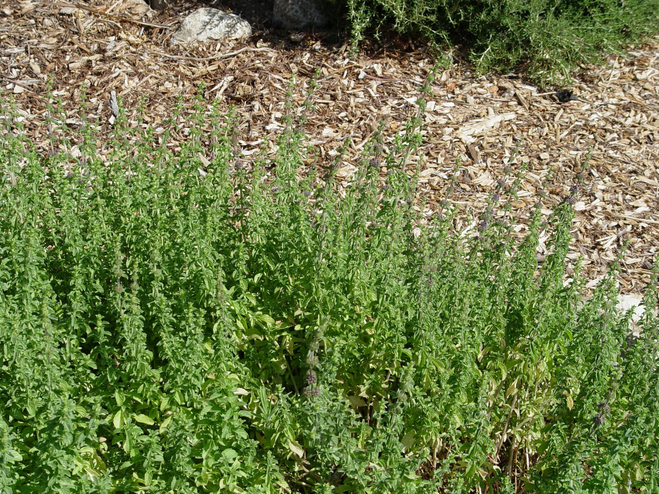 Woodchips are easily obtained in bulk for mulches that weather to a natural organic color the first season in the garden. (Handout/TNS)