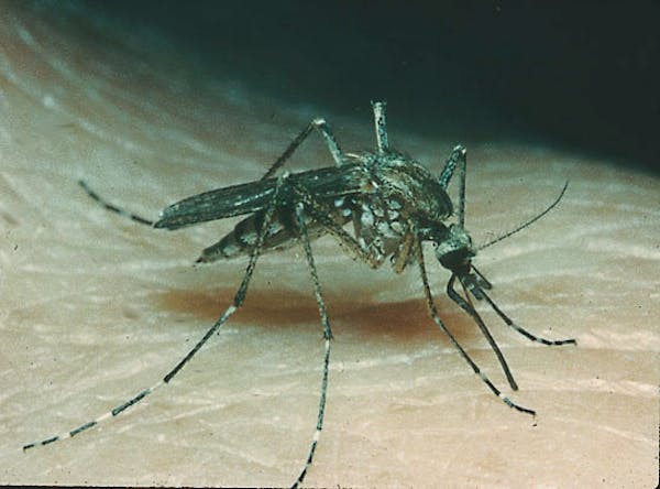 Aedes vexans mosquito.