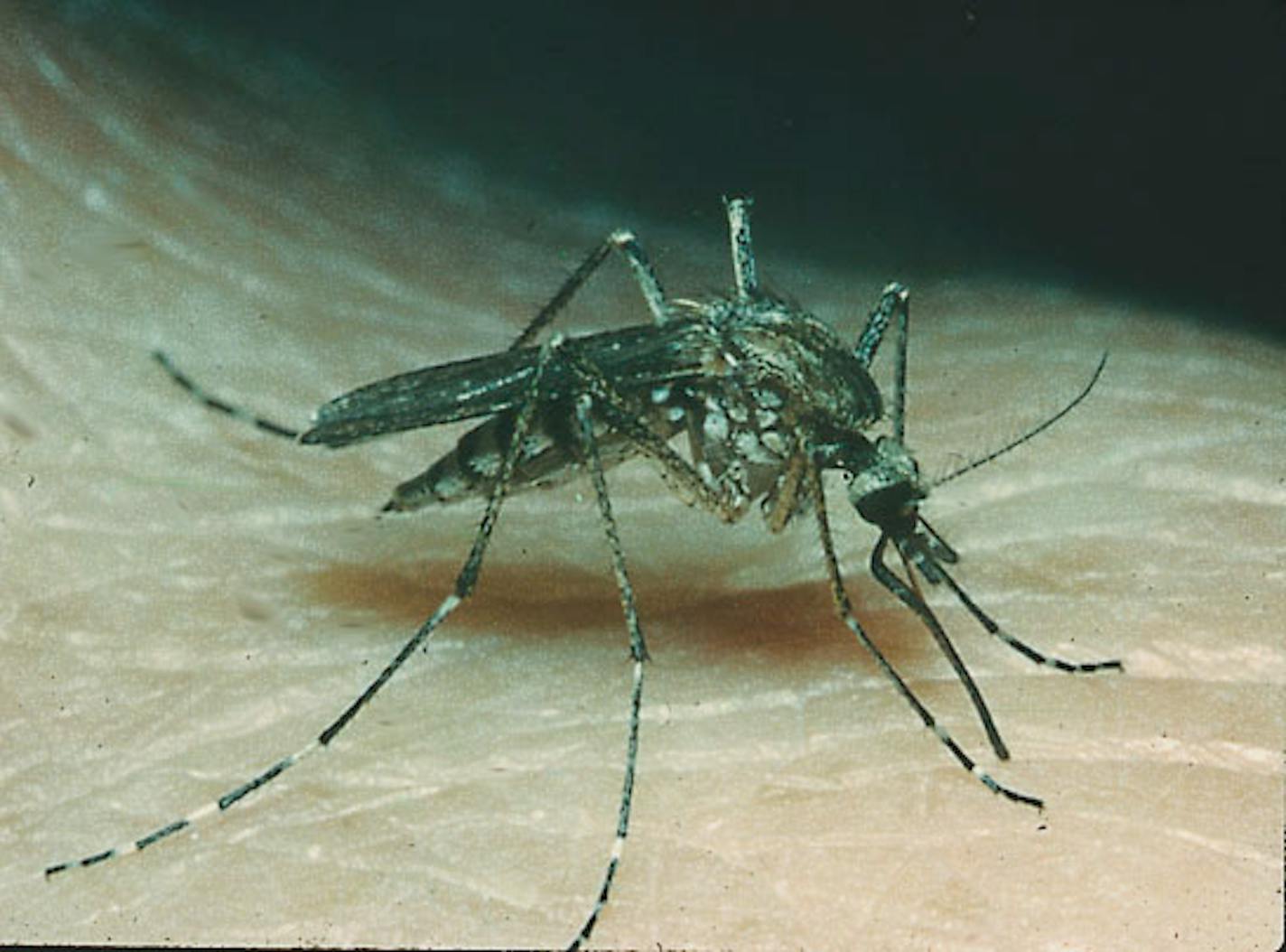 Aedes vexans mosquito.