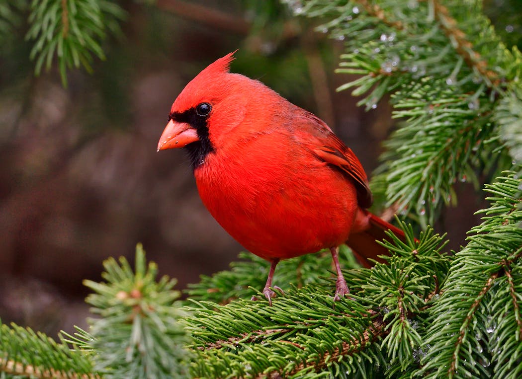 Northern cardinal