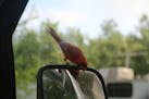 This Northern Cardinal landed on a side mirror and looks at himself.