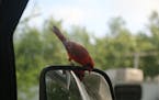 This Northern Cardinal landed on a side mirror and looks at himself.