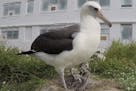 The abatross Wisdom is the world's oldest know bird, banded as an adult in 1956, and she has just become a mother again.