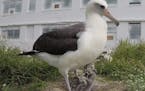 The abatross Wisdom is the world's oldest know bird, banded as an adult in 1956, and she has just become a mother again.
