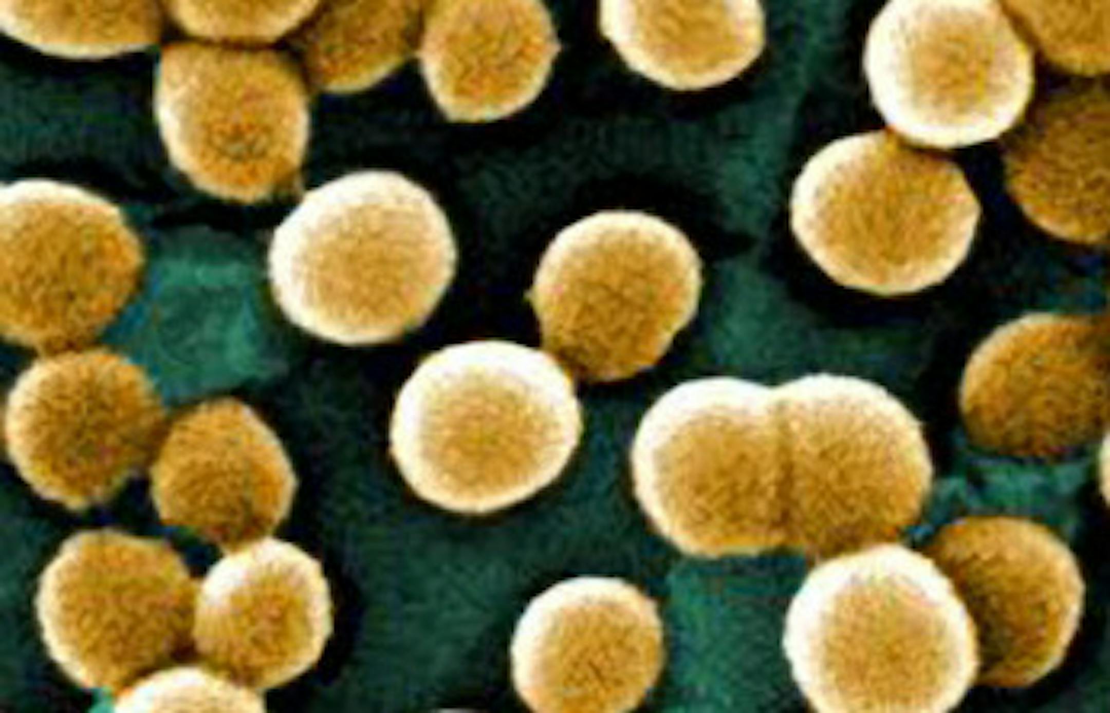 Scientists are engineering "good bugs" to defeat deadly bacteria such as these clusters of the notorious MRSA (Methicillin-resistant Staphylococcus aureus) strain, here magnified 9,560 times. MRSA resists treatment by almost all stardard anti-biotics. (anice Haney Carr/CDD/MCT) ORG XMIT: MIN2013092416181868