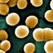 Scientists are engineering "good bugs" to defeat deadly bacteria such as these clusters of the notorious MRSA (Methicillin-resistant Staphylococcus au