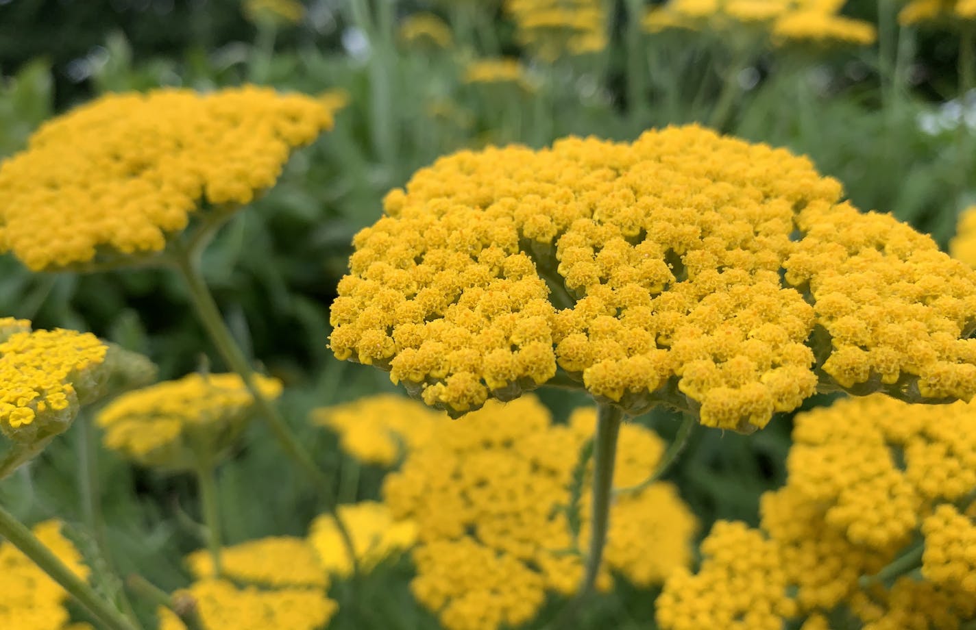 Beautiful perennial flower Yarrow blooming in Spring. iPhone