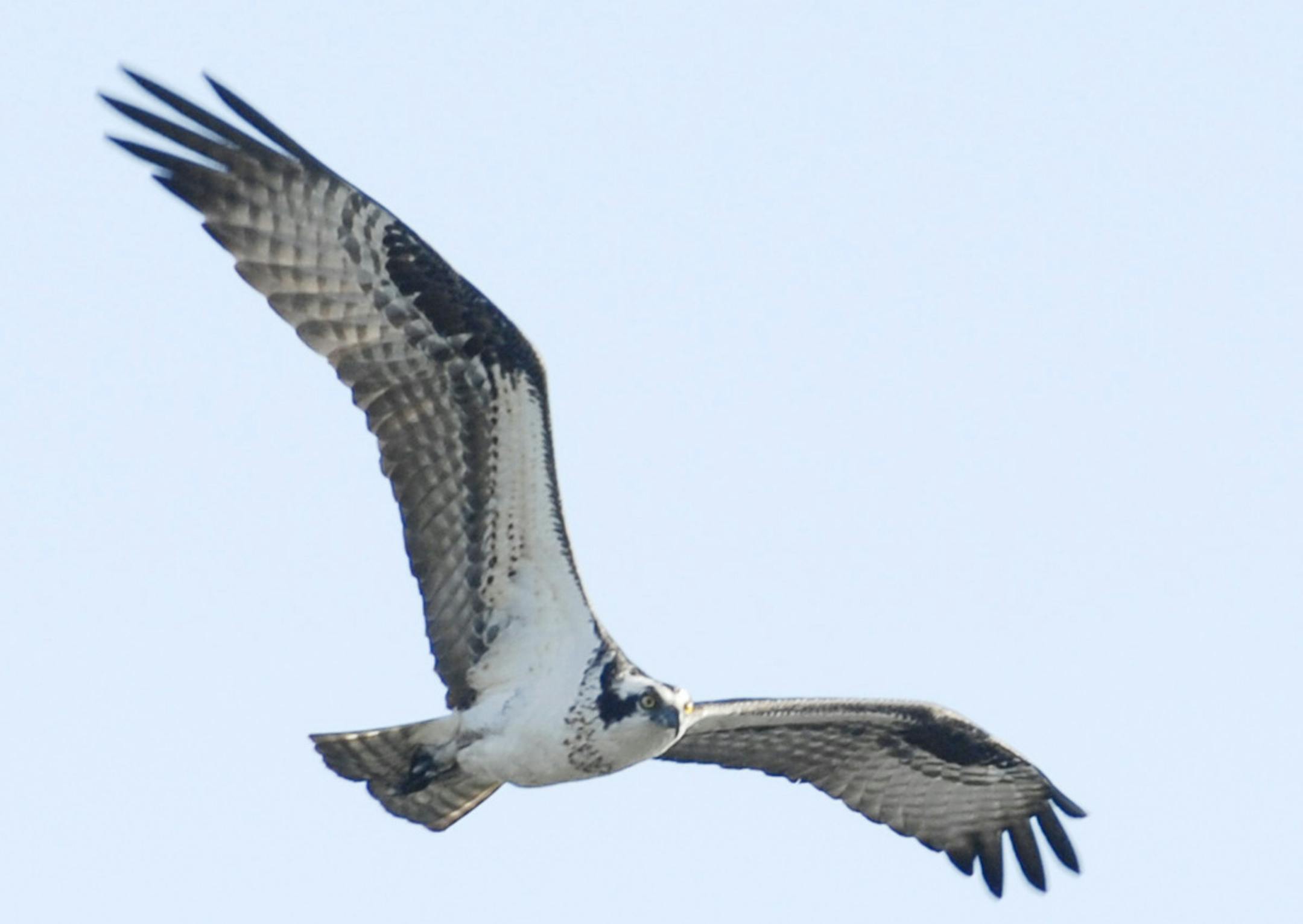 An adult osprey soars on long wings as it scans a lake for close-to-the-surface fish. credit: Jim Williams