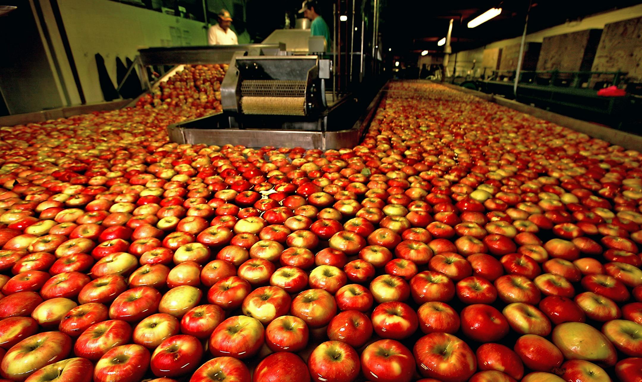 Honeycrisp apples begin the process of being cleaned, sorted and boxed for shipment to high-end retailers at the Pepin Heights facility in Lake City, Minnesota, September 11, 2006. (Steve Rice/Minneapolis Star Tribune/MCT)