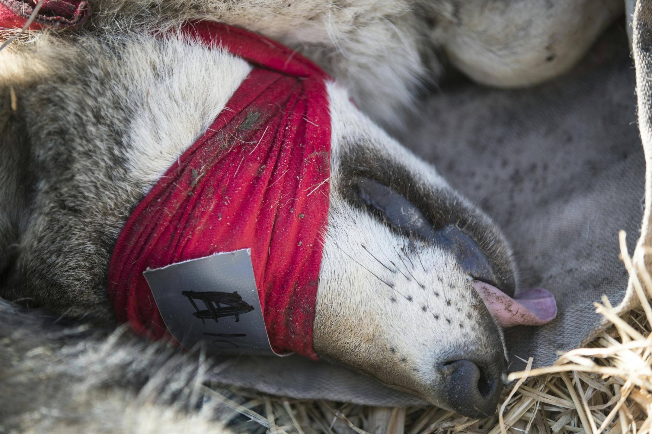 A wolf is anesthetized for a physical exam and immunizations before being moved.