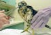 This orphaned hawk chick, whose parents were shot last week by a DNR officer in Burnsville, was taken to the Raptor Center in St. Paul on Tuesday beca