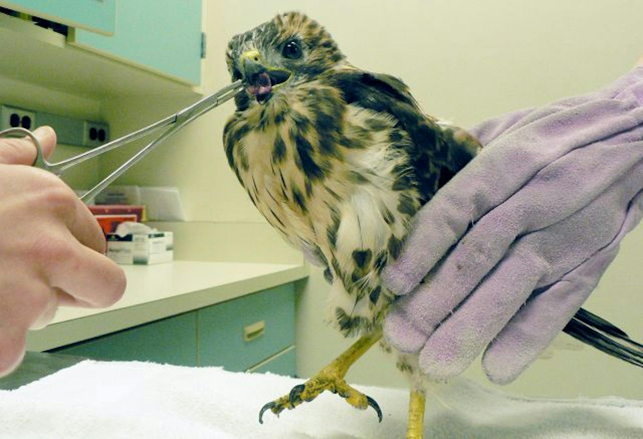 This orphaned hawk chick, whose parents were shot last week by a DNR officer in Burnsville, was taken to the Raptor Center in St. Paul on Tuesday because it was not eating.