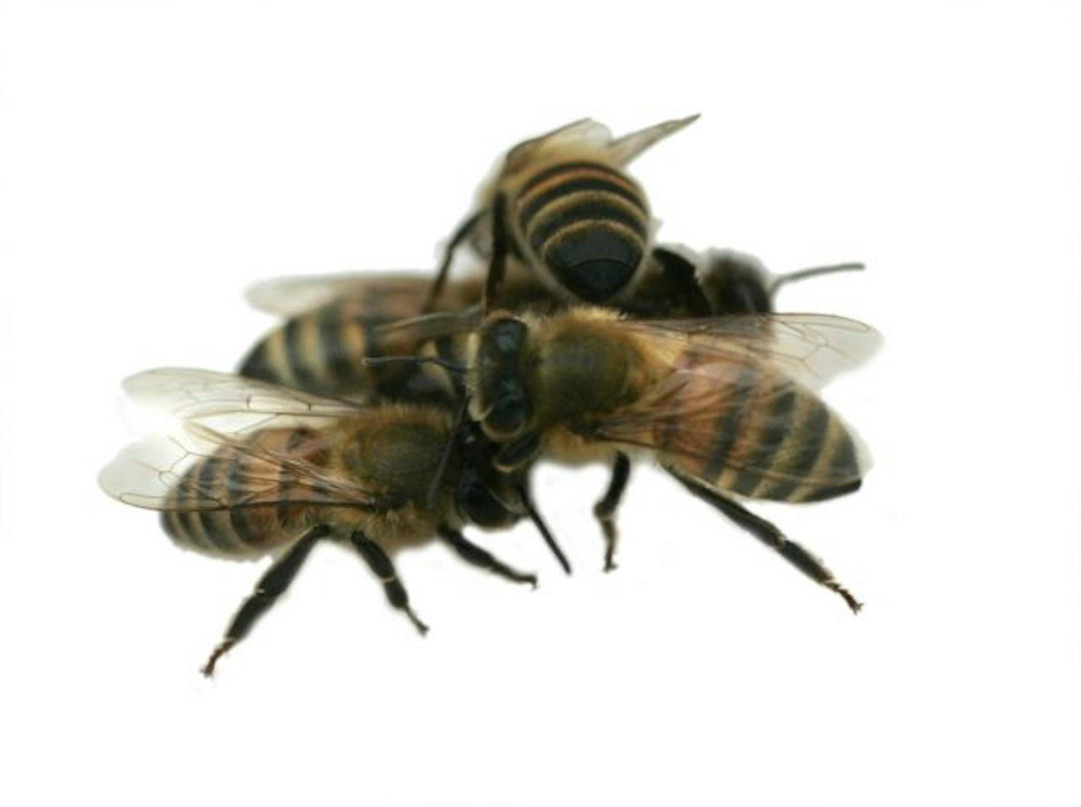 Bees move slowly in the snow at White Star Farm in Stoutsville, Ohio, March 7, 2007. Ohio beekeepers have not escaped the effects of a mysterious ailment killing honeybees that pollinate dozens of fruits and vegetables bought at grocery stores and farm markets.