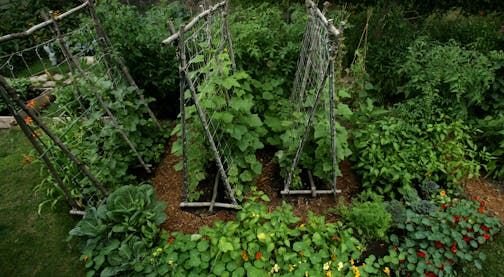 joel koyama&#x2022;jkoyama@startribune.com pendengarden 00008769a &#xa0;Tom and Jennifer Penden. of South Minneapolis, MN. Winner of the beautiful garden contest. ] Tom and Jennifer Penden's vegetable garden.