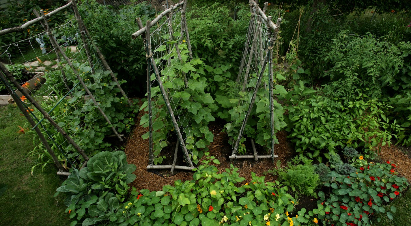 joel koyama&#x2022;jkoyama@startribune.com pendengarden 00008769a &#xa0;Tom and Jennifer Penden. of South Minneapolis, MN. Winner of the beautiful garden contest. ] Tom and Jennifer Penden's vegetable garden.