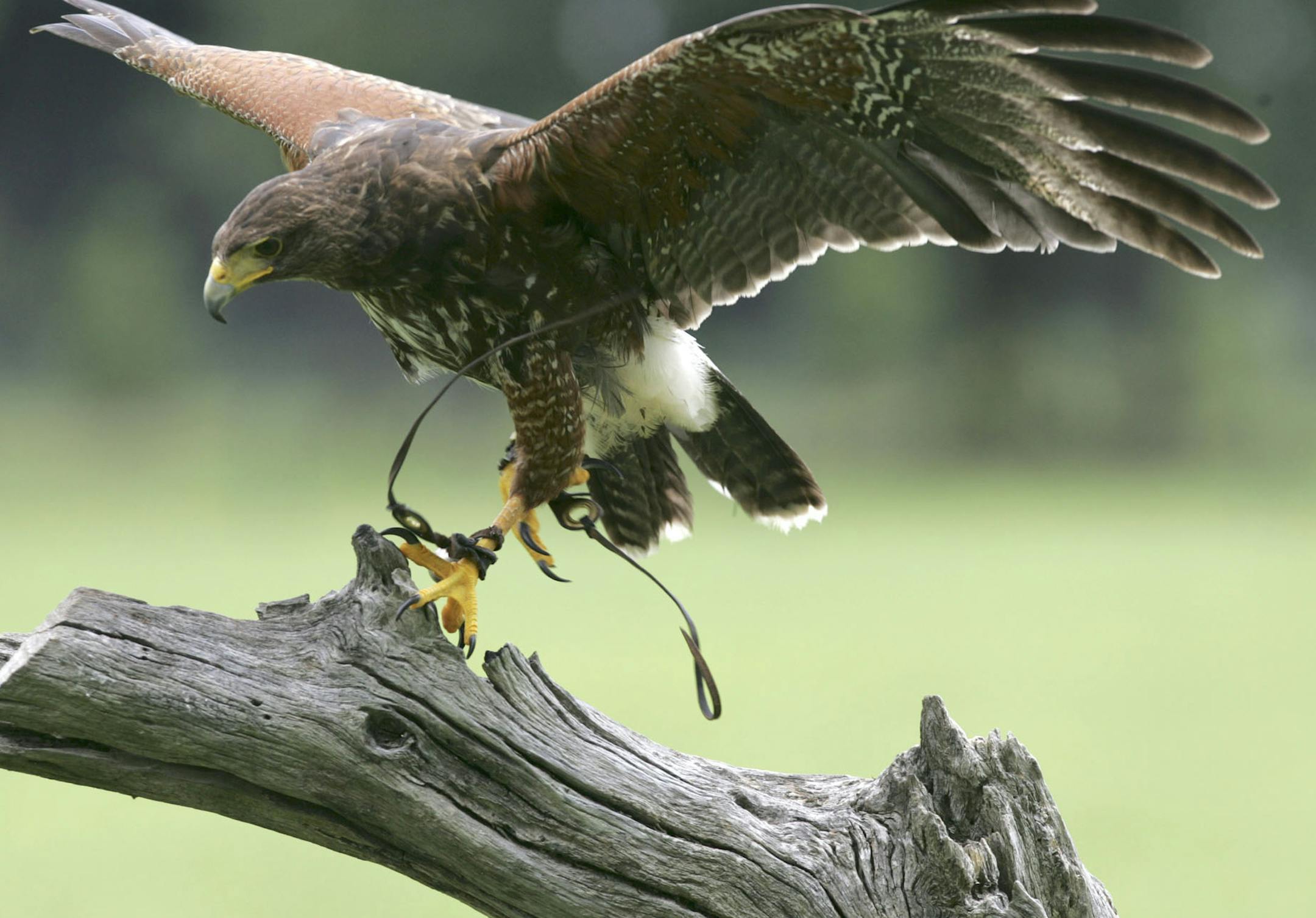 A Harris Hawk lands on a log during a flight demonstration for visitors at The Avian Conservation Center and Center for Birds of Prey Thursday, July 24, 2008, in Awendaw, S.C. The center is now open for tours to visitors in the Charleston, South Carolina area. (AP Photo/Mary Ann Chastain) ORG XMIT: NY403