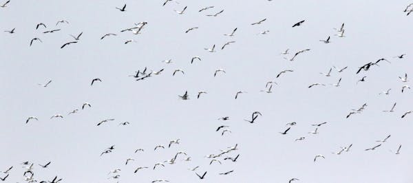 Geese fly off into the sky