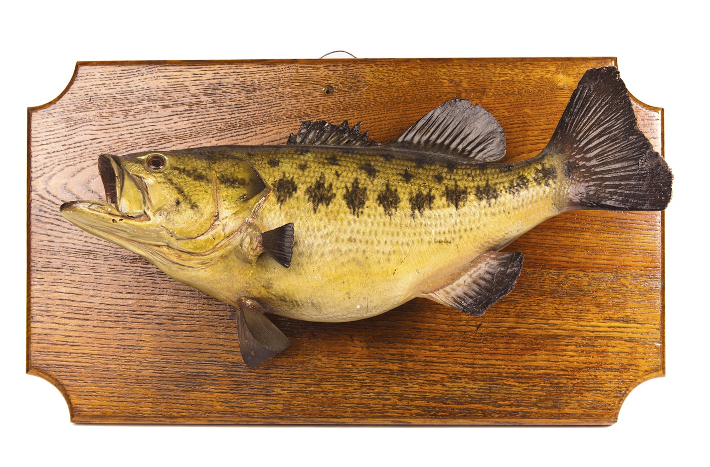 A Taxidermied Fish Plaque.