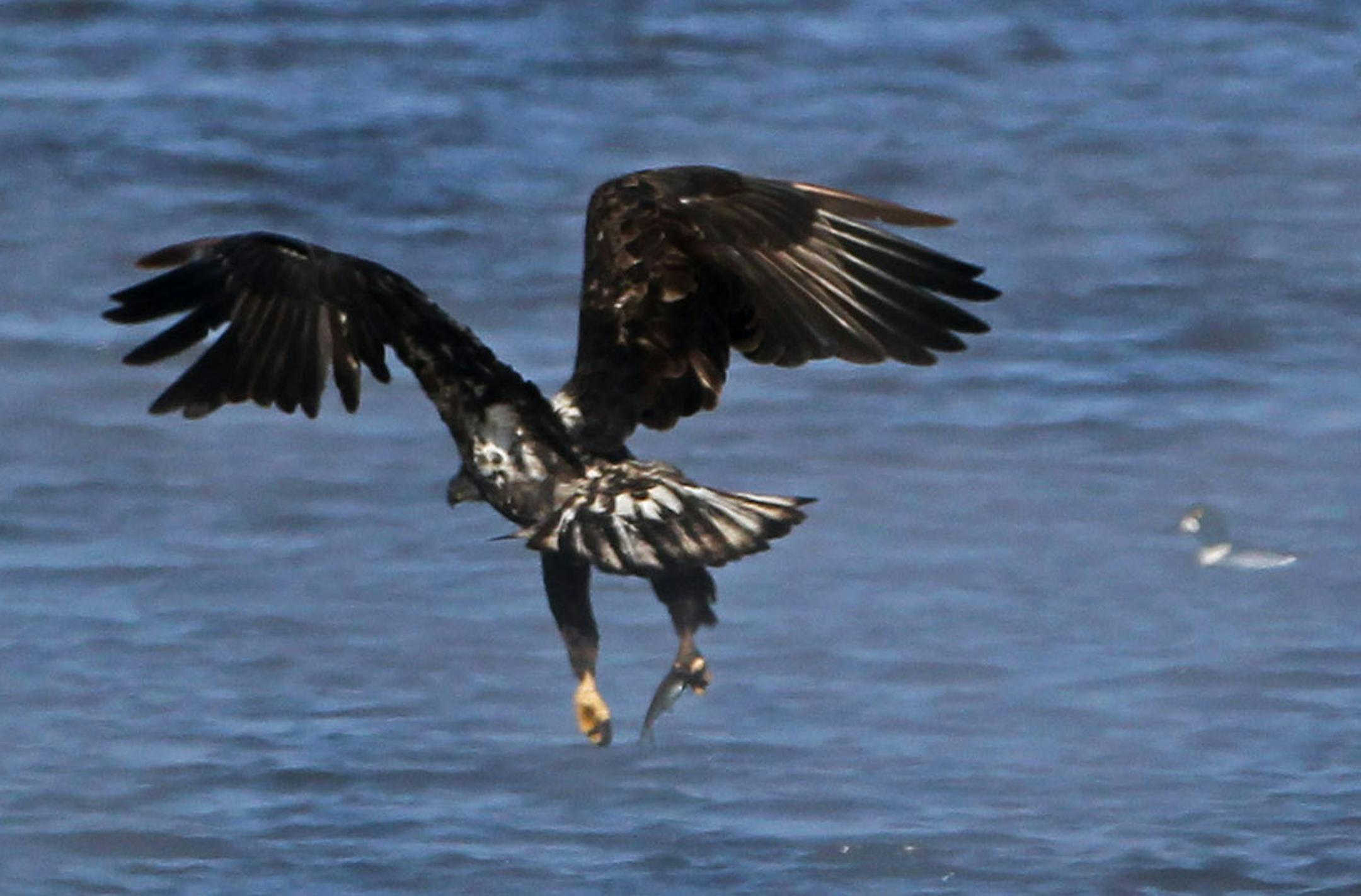 An immature bald eagle grabs a fish from the water Wednesday, Jan. 7, 2015, on the Mississippi River in Red Wing, MN.](DAVID JOLES/STARTRIBUNE)djoles@startribune.com Bald eagles on Mississippi River