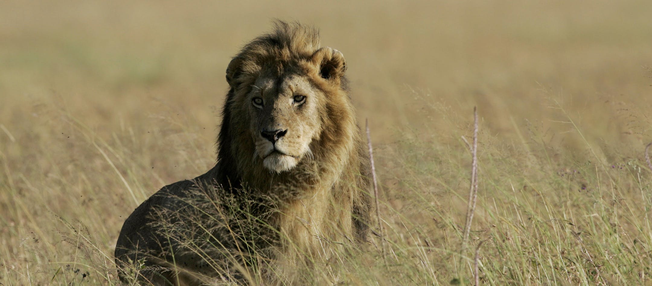 FILE - In this Wednesday, May 21, 2008 file photo, a male lion surveys the plains in the Masai Mara game reserve in Kenya. British billionaire Richard Branson says he plans to open a luxury camp in a new reserve next to Kenya's famed Masai Mara game park next year, calling the waves of wildebeest that migrate from Tanzania's Serengeti National Park north into the Mara once a year one of the top "wonders" in the world. (AP Photo/Karel Prinsloo, File) ORG XMIT: NAI101