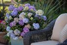 BloomStruck hydrangeas have blue blooms that turn burgundy in the fall.