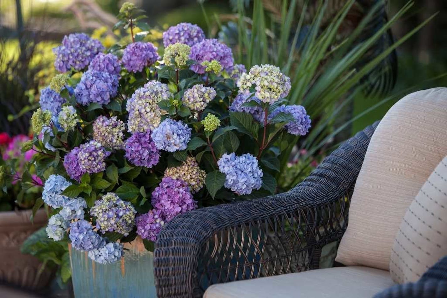 BloomStruck hydrangeas have blue blooms that turn burgundy in the fall.