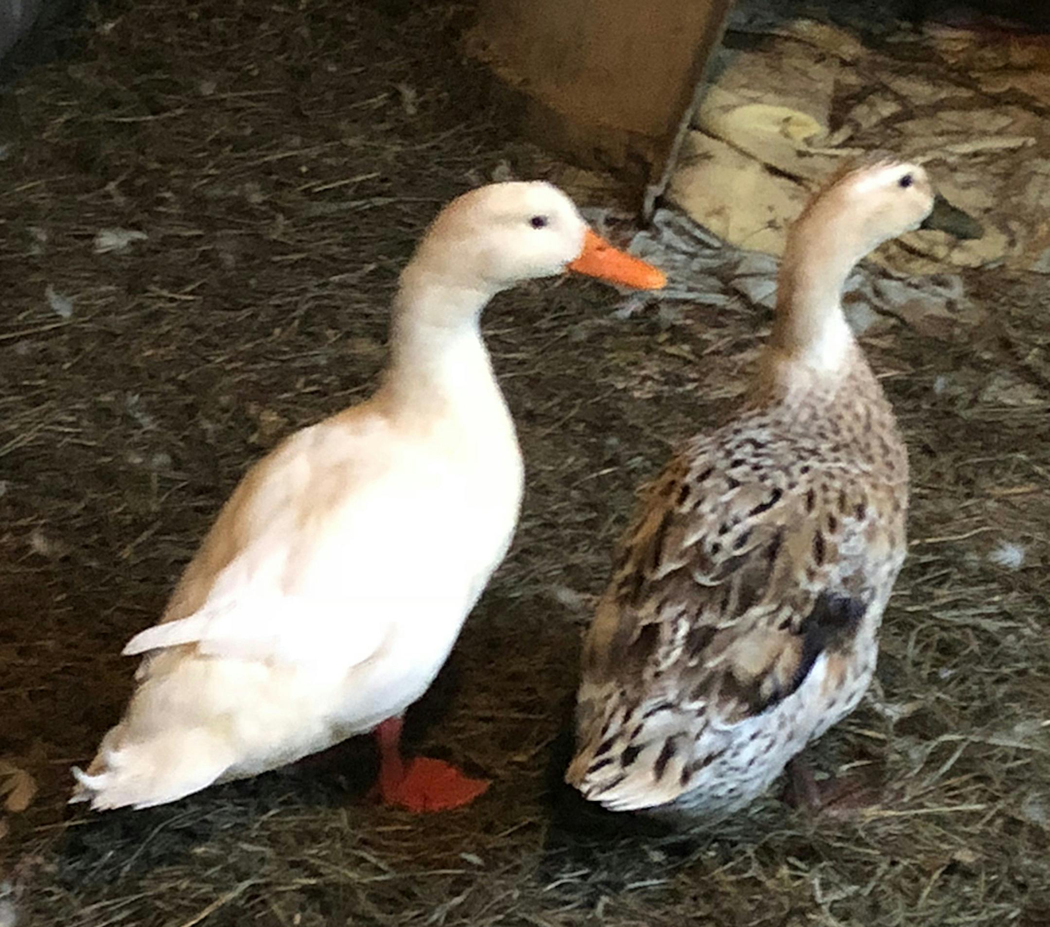 Pekin duck is on the left
Jim Williams