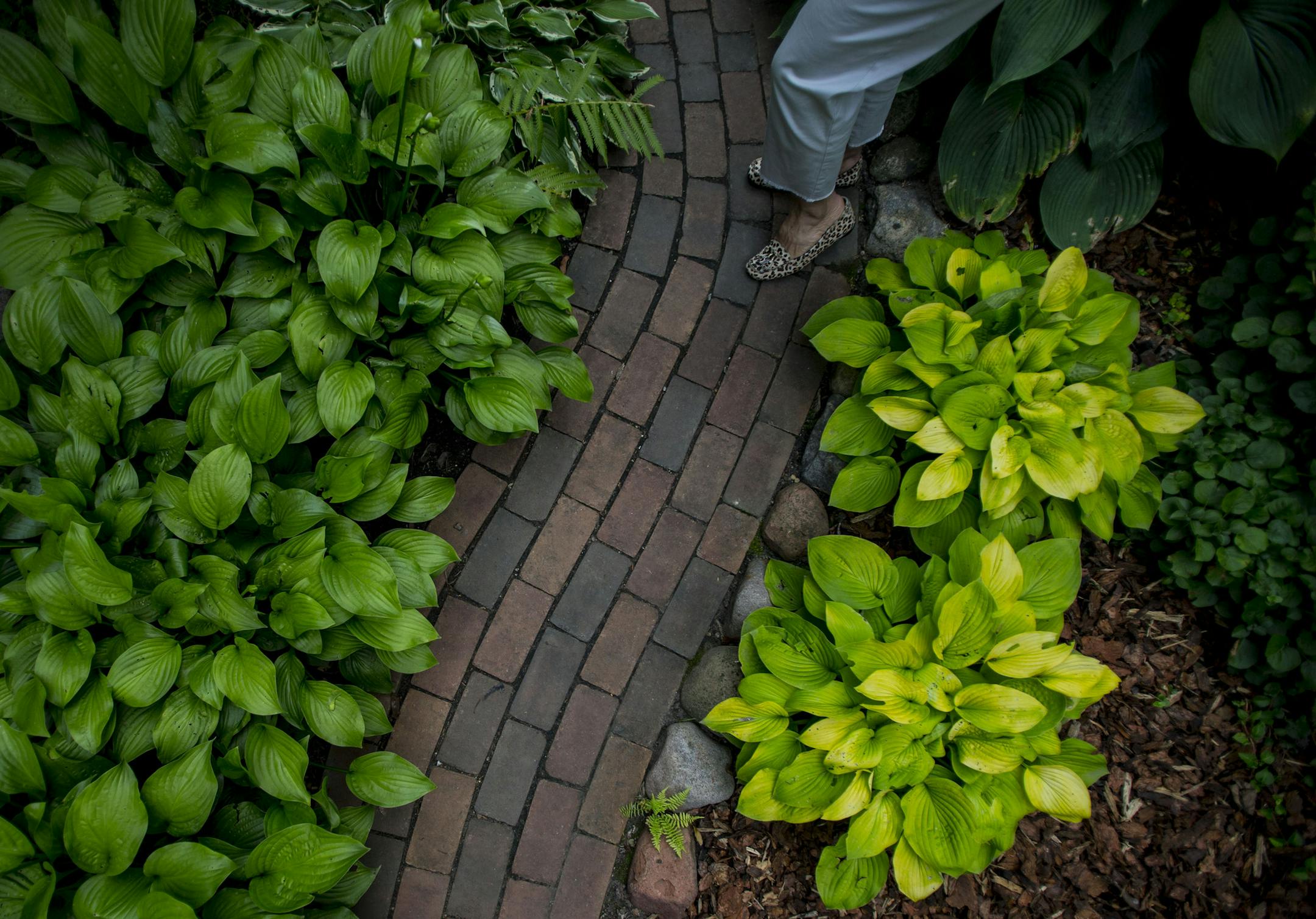 A brick curving pathway leads to the backyard by the side of the house.