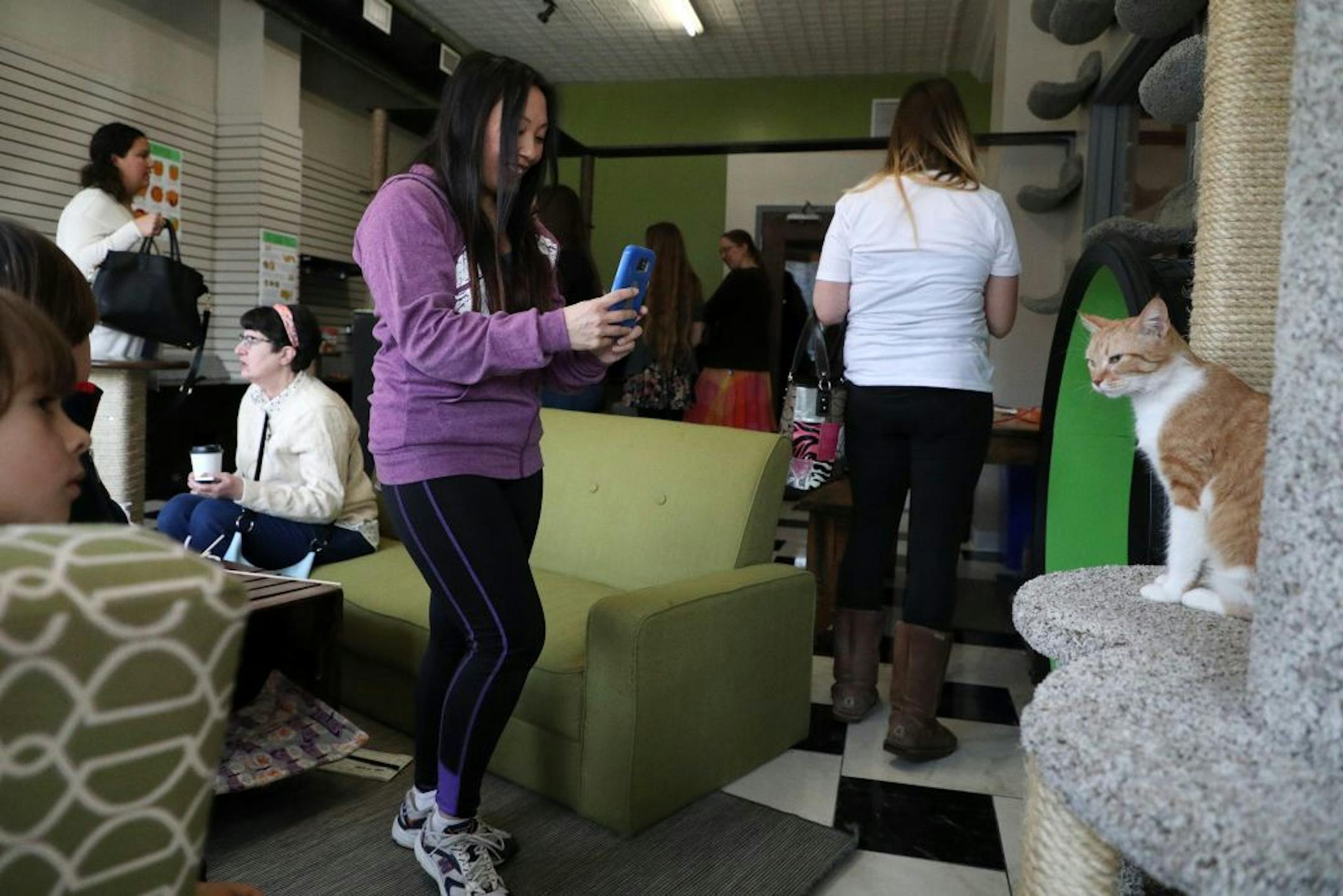 Tasha Lauj of St. Paul stopped to take a photo of Nani the cat Friday afternoon at The Cafe Meow.