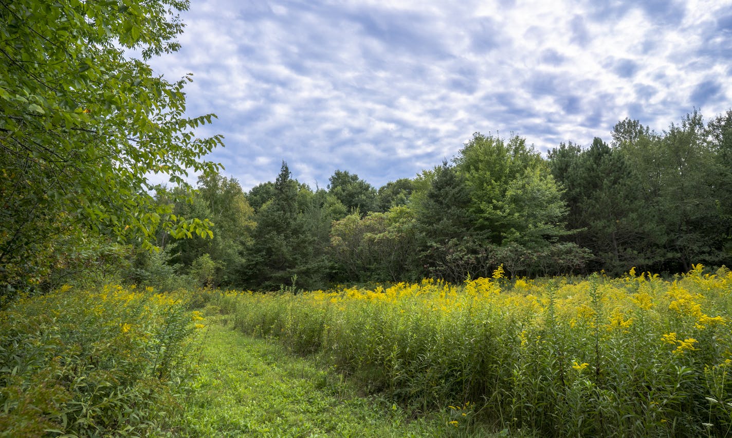 Better Place Forests is opening a conservation memorial forest where people can scatter ashes beneath the trees in Scandia, Minn.