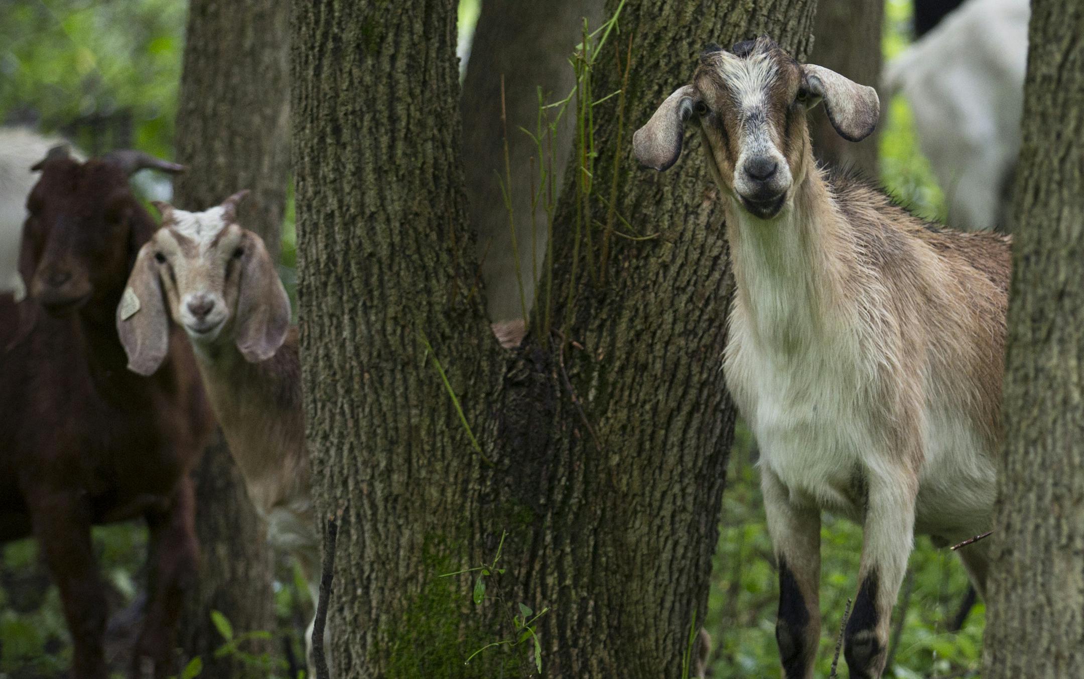 This summer Minnetonka is the latest city to test using goats to get rid of invasive species like buckthorn and garlic mustard, stationing 22 goats at its largest park, Purgatory. The goats will be there until mid-June before being moved to another park to continue with the experiment. It's part of a growing trend of using animals to literally eat away at the spreading invasive species. ] Minnetonka, MN - 06/03/2016