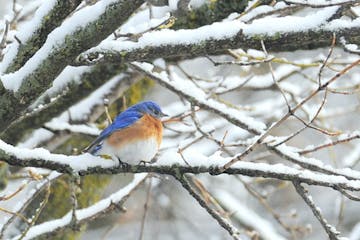 Some bluebirds remain in our area all year. Photo by Jim Williams