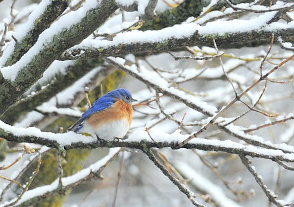 Some bluebirds remain in our area all year. Photo by Jim Williams