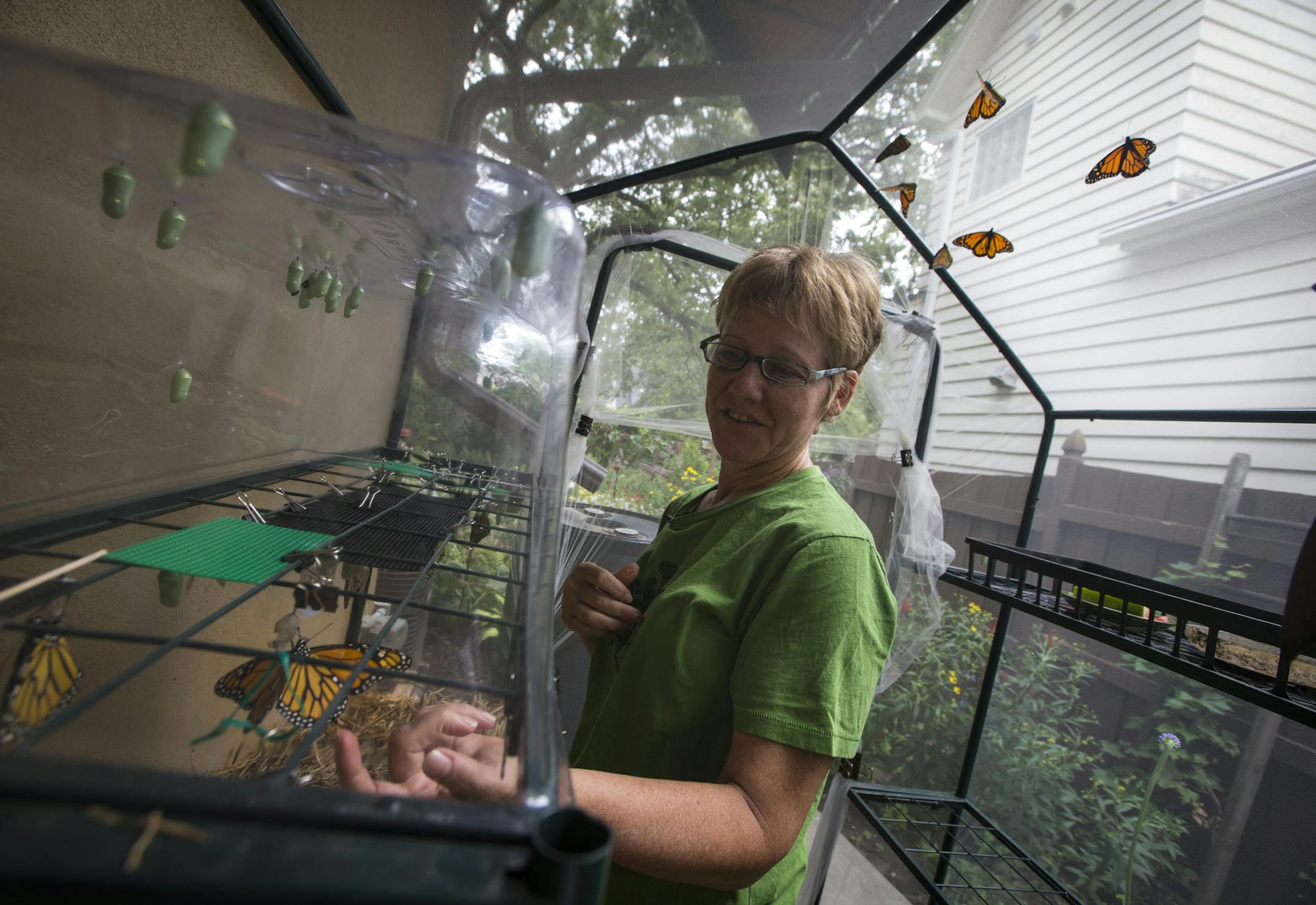 Fiona Lennox tended to recently hatched butterflies in a netted tent at her house in Minneapolis.