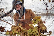 At Mazza Vineyards on Dec. 15, 2016, Rick Mazza, 55, cousin of vineyard owner Bob Mazza, picks frozen Vidal grapes to make ice wine in North East Town