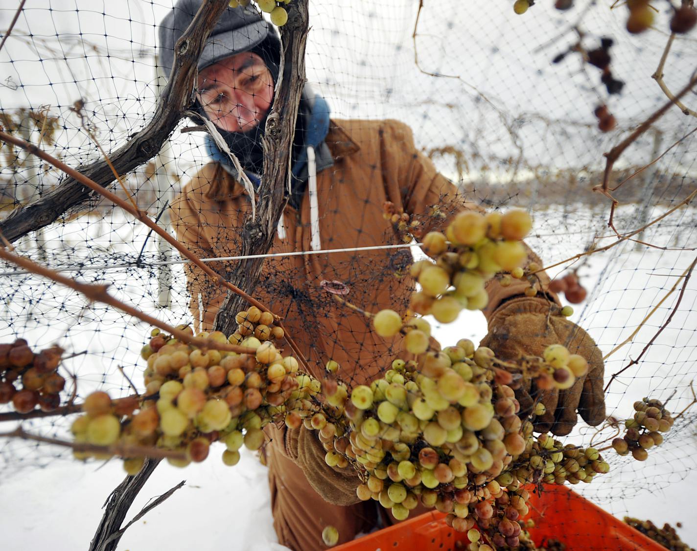 At Mazza Vineyards on Dec. 15, 2016, Rick Mazza, 55, cousin of vineyard owner Bob Mazza, picks frozen Vidal grapes to make ice wine in North East Township, Pa. For many years Mazza has helped pick the grapes when temperatures fall below 17 degrees Fahrenheit. It was 12 degrees as Mazza kept his back to a stiff wind, joking, "I like it less and less each year." (Greg Wohlford/Erie Times-News via AP)