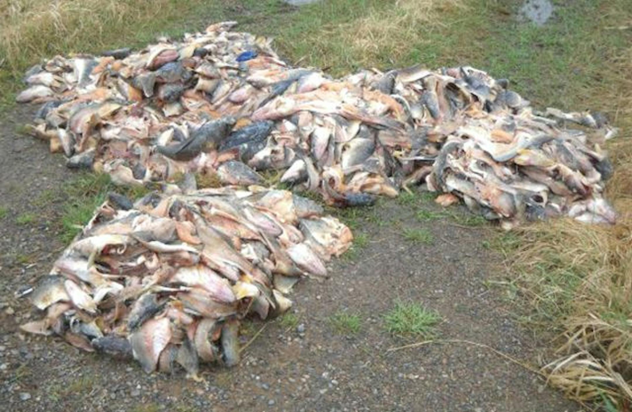 These walleye carcasses were found on the Tenhoffs' property near Isle, Minn. Carcasses also were dumped at two other spots.