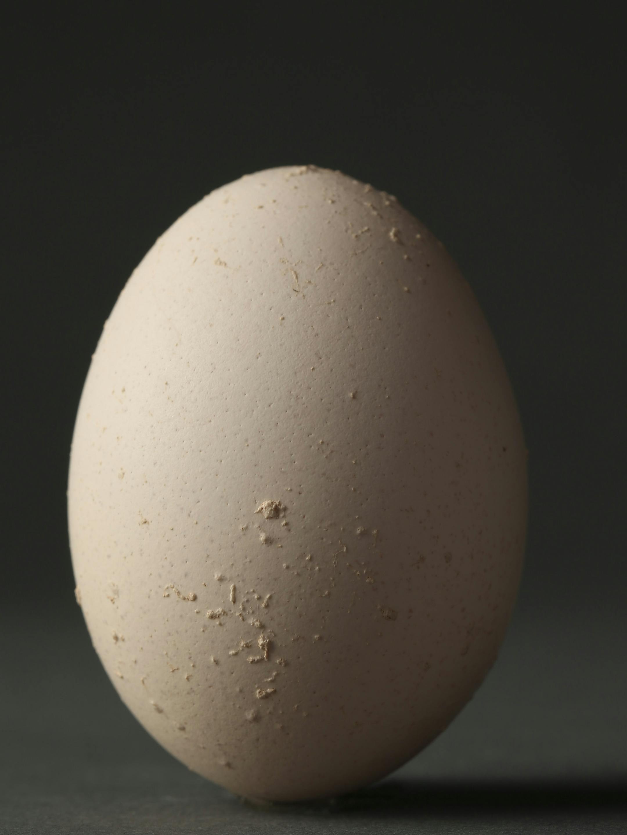 An diminutive cream-colored egg from a barred rock chicken kept in the backyard coop of Scott Horne and Margie Siegel of Northeast Minneapolis.