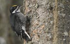 Black-backed woodpecker, male